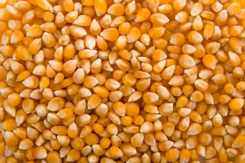 Corn